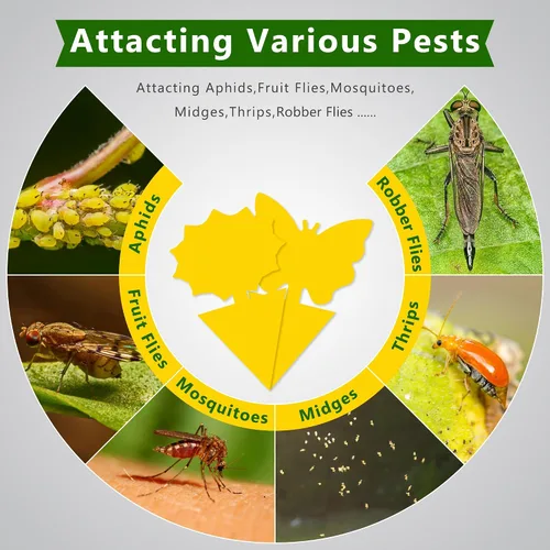 Vista 4 de Landisun Trampas para moscas de fruta, 48 unidades, trampas para mosquitos de hongos para interiores y exteriores, trampas adhesivas para moscas