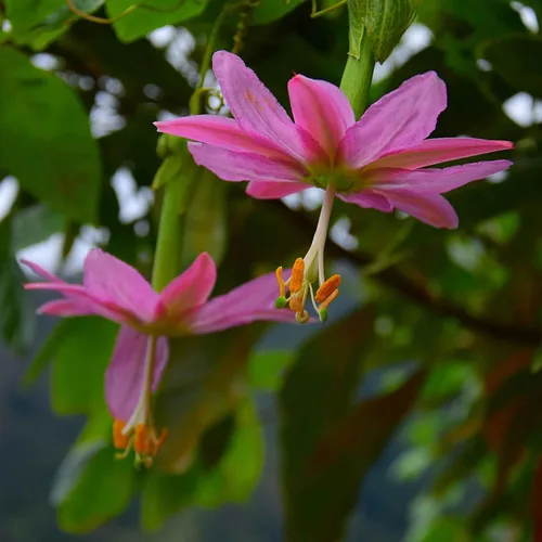 Vista 3 de Eden Brothers Semillas de Passiflora - Plátano Maracuyá