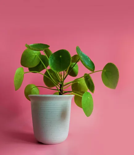 Vista 3 de Planta de dinero chino Pilea Peperomioides de 5 a 9 pulgadas Planta OVNI Planta de panqueques de hoja redonda para decoración moderna