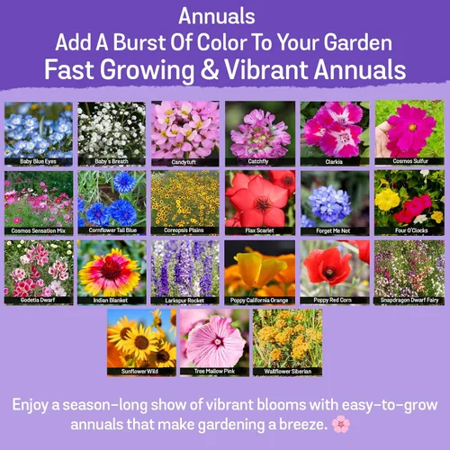 Vista 3 de NatureZ Edge Semillas de flores silvestres, 1/2 libra, 340,000 semillas, 35 variedades de semillas de flores perennes y anuales para plantar