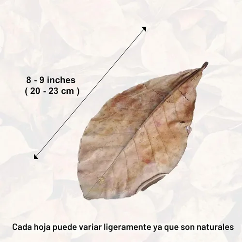 Vista 7 de SunGrow Catappa Hojas de almendra india, 8 pulgadas, para camarones de agua dulce y peces tropicales
