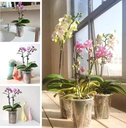 Vista 5 de Maceta de orquídeas, 3.9 pulgadas de ancho x 4.8 pulgadas de alto, macetas de orquídeas con agujeros, maceta de plástico transparente resistente