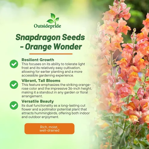 Vista 3 de Outsidepride 5000 semillas anuales de flores de dragón naranja para plantar