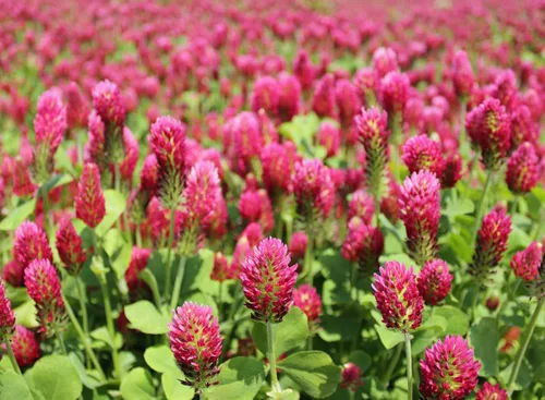 Vista 4 de TomorrowSeeds - Crimson Clover Seeds - 1 Pound - for 2025 Planting USA Garden Flower Italian Blood Red Clovers Winter Annual Cover Crop Non-GMO