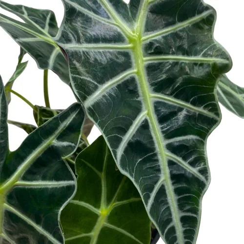 Vista 6 de BubbleBlooms Alocasia Polly Máscara africana Amazonica en maceta de 6 pulgadas
