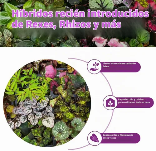 Vista 6 de BubbleBlooms Surtido de Peperomia, 6 peperomias diferentes en macetas de 2 pulgadas Grower's Choice