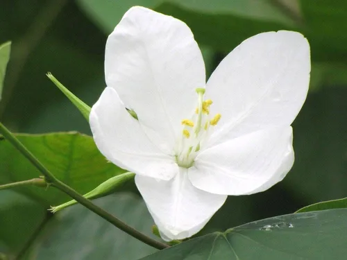 Vista 2 de Bauhinia acuminata Enano Orquídea blanca y nevada 5_Seeds