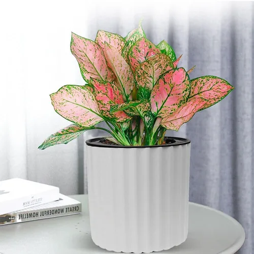 Vista 4 de MUZHI Maceta de orquídea con red y agujeros, maceta de riego automático redonda para plantas de interior y flores, 3 juegos, color blanco