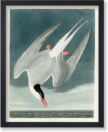 Vista 57 de Poster Master Póster vintage de James Audubon – Impresión retro de amargo americano – Arte de aves de América – Regalo para hombres, mujeres