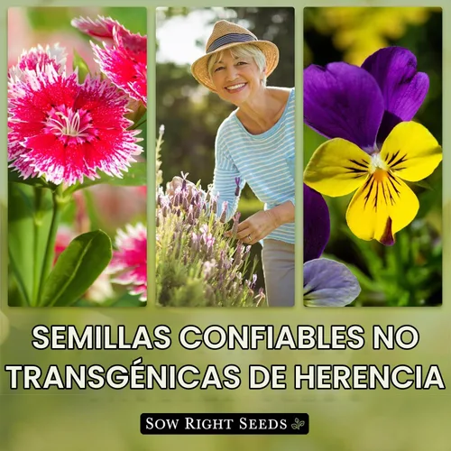 Vista 6 de Sow Right Seeds - Semilla de Bluebonnet de Texas para plantar jardín