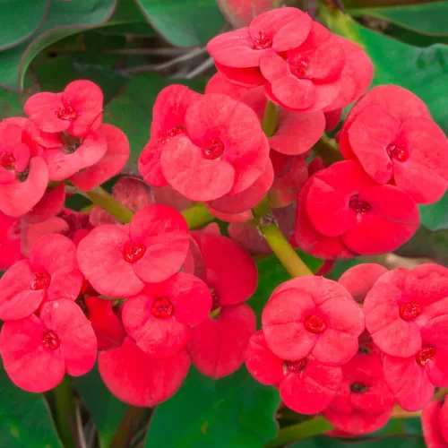 Vista 2 de Red Euphorbia - Planta viva de corona de espinas, planta viva de corona de espinas, 4 unidades en maceta, planta suculenta viva para jardinería