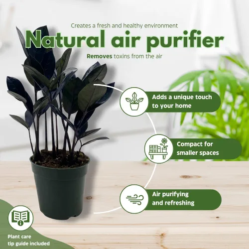 Vista 8 de BubbleBlooms ZZ negro, 4 pulgadas Raven Zamioculcas Zamiifolia Dowon Jet-Black