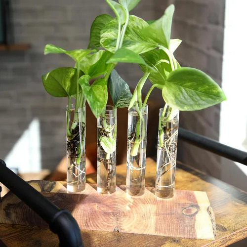 Vista 9 de Plants for Pets - Abundantes Pothos y Filodendro (paquete de 6), planta viva de Pothos para decoración, plantas de oficina, plantas reales, planta