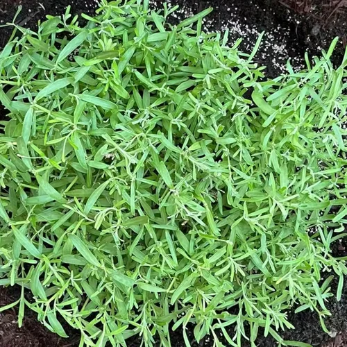 Vista 5 de ZEshops 1000 semillas de lavanda – Floraciones de reliquia fragantes sin OMG para plantar al aire libre, plantas perennes aptas para polinizadores