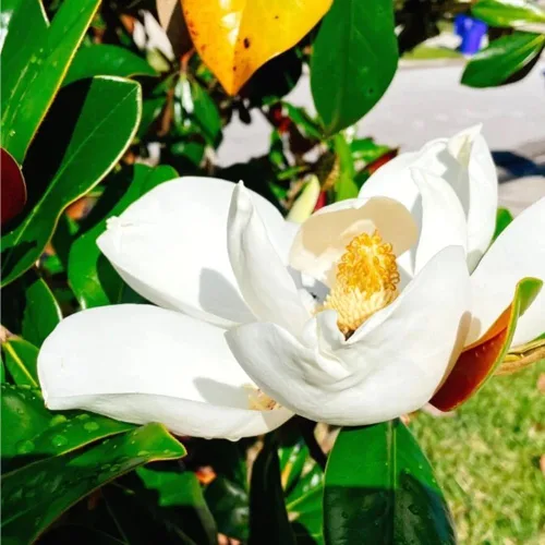 Vista 6 de Más de 10 semillas de flores de magnolia de mezcla perenne para plantar al aire libre, plantas de árboles de magnolia, plantas ornamentales