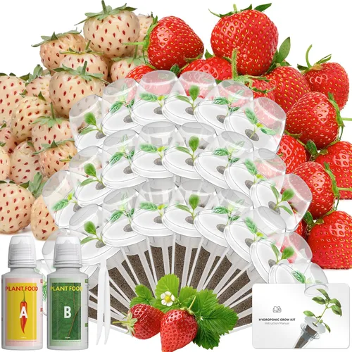 Vista 16 de Hydroponics - Vaina de semillas con albahaca genovesa y albahaca morada, kit completo de 8 cápsulas con esponja, canasta, cúpula, etiqueta