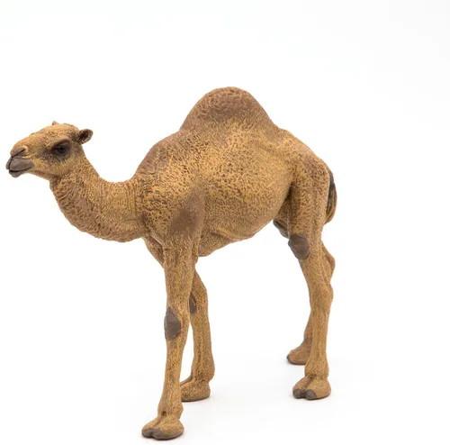 Vista 6 de Papo - Figura de dromedario realista - A partir de 3 años - Colección Wild Life - Juego educativo de animales del desierto - Juguete de idea