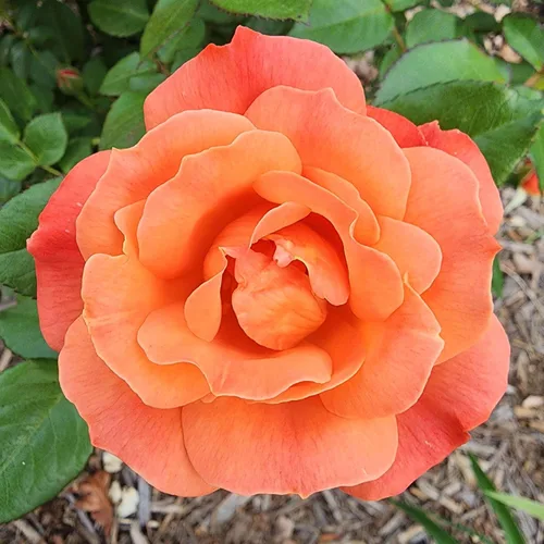 Vista 9 de Rosas resistentes de reliquia, planta de raíz propia, Hawkeye Belle Blanco cremoso con bordes rosados