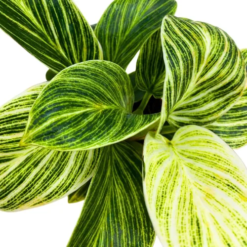 Vista 4 de BubbleBlooms Philodendron Birkin abigarrado 4 pulgadas