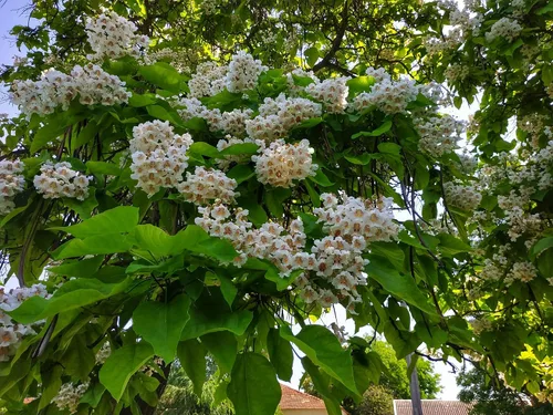 Vista 2 de Catalpa - Semillas de árbol para plantar, 100 semillas para cultivar, flores impresionantes, hojas grandes y vainas de semillas similares a frijoles