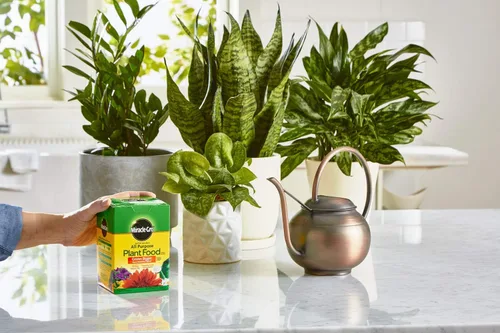 Vista 5 de Miracle-Gro Alimento soluble en agua para plantas multiusos - Fertilizante para todas las plantas de interior o exterior, incluyendo rosas, flores