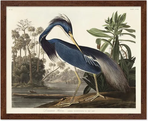 Vista 88 de Poster Master Póster vintage de James Audubon – Impresión retro de amargo americano – Arte de aves de América – Regalo para hombres, mujeres
