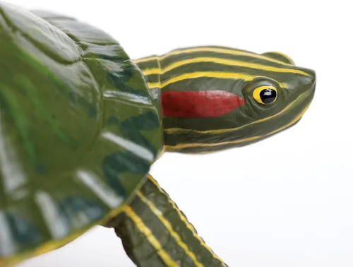 Vista 3 de Increíble criatura tortuga deslizante de orejas rojas