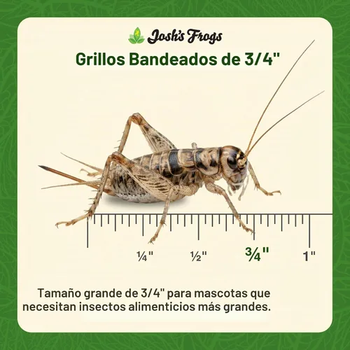 Vista 4 de Josh's Frogs Grillos con bandas de 3/4" (60 unidades)