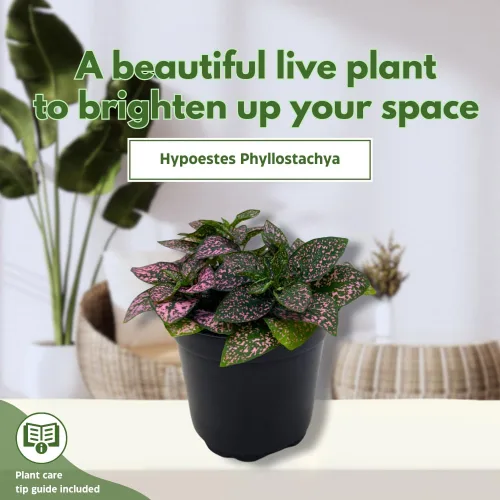 Vista 3 de BubbleBlooms Pink Hypoestes Phyllostachya en una maceta de 4 pulgadas con diseño de lunares