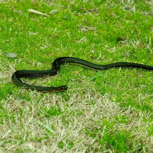 Vista 5 de Broma de serpiente con clip de cuerda, serpiente falsa en una broma de cuerda, broma de serpiente de goma realista para burlas de amigos, mantener a