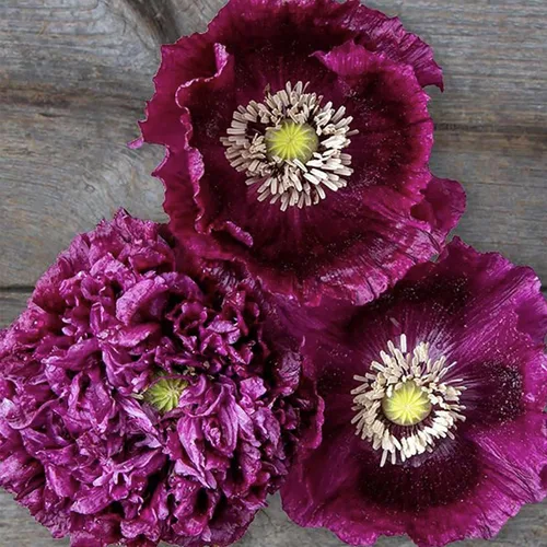 Vista 3 de Purple Breadseed - Semillas de amapola alta con marcas negras - 3000 semillas
