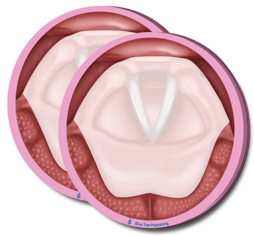 Vista 5 de Notas Adhesivas de Anatomía