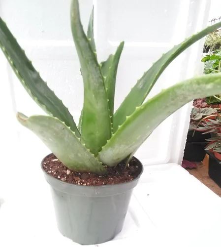 Vista 2 de Aloe Vera - Jugo de Planta Tropical Medicinal Viva 6 '' Pot De Jm Bamboo