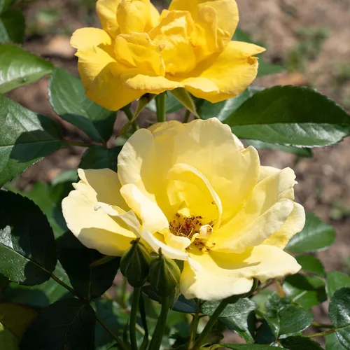 Vista 7 de Perfect Plants Easy Bee-zy™ Knock Out® Rose Bush 1 galón Arbusto de rosas vivas Rosas frescas