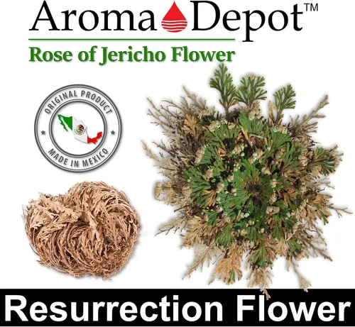Vista 6 de ONE - Flor de Jericó Flor de Jericó - Planta de Resurrección Selaginella Lepidophylla Rosa Seca I Rosa Sagrada I Planta Doradilla 2.5