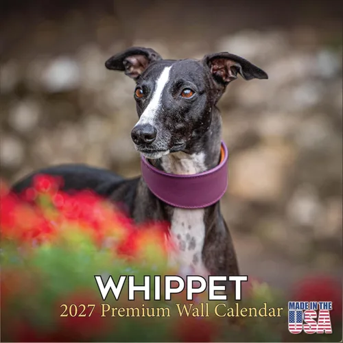 Vista 207 de Calendario de Lebrel Afgano 2025 2026, calendario mensual de pared de raza canina, 12" x 18" abierto, papel grueso sin traspaso, ideal para regalo