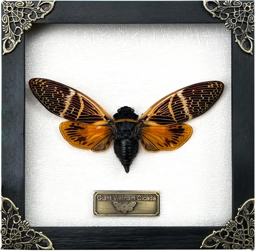 Vista 24 de 2 Real Dragonfly Specimens Shadow Box Framed Insect Display Oddities Curiosities Entomology Collection Natural History Wall Decor Gift for Nature