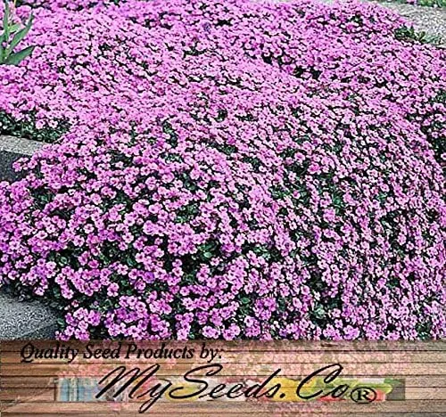 Vista 6 de MySeeds.Co - Paquete grande – (60,000 +) semillas de alfombra real Alyssum – Lobularia maritima fragante – Atrae abejas melíferas y mariposas