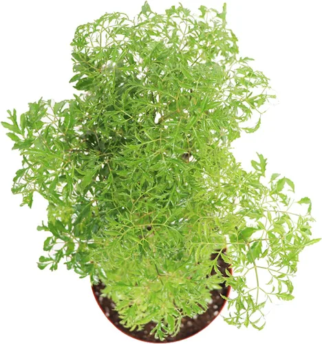 Vista 2 de Ming Aralia - 8'' de California Tropicals