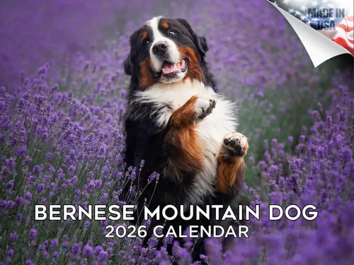 Vista 155 de Calendario de Lebrel Afgano 2025 2026, calendario mensual de pared de raza canina, 12" x 18" abierto, papel grueso sin traspaso, ideal para regalo