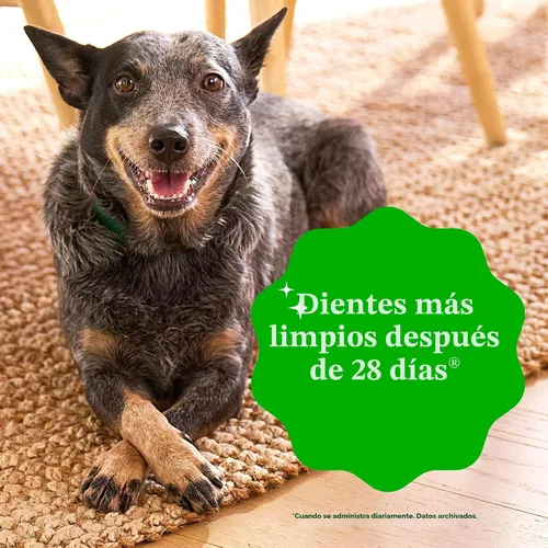 Vista 5 de Golosinas dentales para perros recomendadas por veterinarios, tamaño Teenie, sabor original, Greenies, 3 onzas, paquete de 11