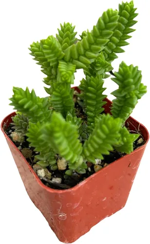 Vista 16 de Plantas de cactus suculentas vivas (2 pulgadas Opuntia Microdasy Golden Swirl Monstrose)