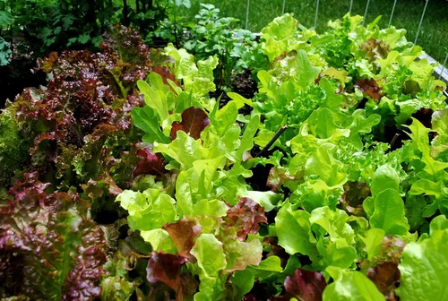 Vista 5 de Semillas Bebé Lechuga Vitamina Mezcla Balcón No GMO Heirloom