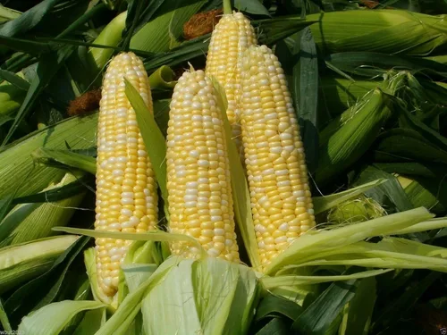 Vista 4 de 200 SWEET Corn SEED (mantequilla y azúcar dulce, maíz bicolor)
