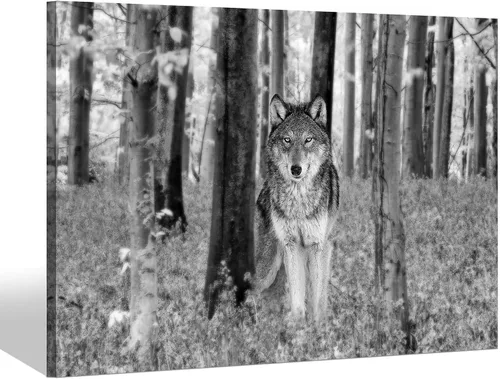 Vista 9 de Sea Whisper - Lienzo de arte de pared de vida silvestre, lobo en la hierba con ojos firmes, naturaleza, bosque, escena de parque, pintura artística