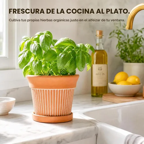 Vista 7 de Cedilis Paquete de 2 macetas de terracota de 6 pulgadas con drenaje