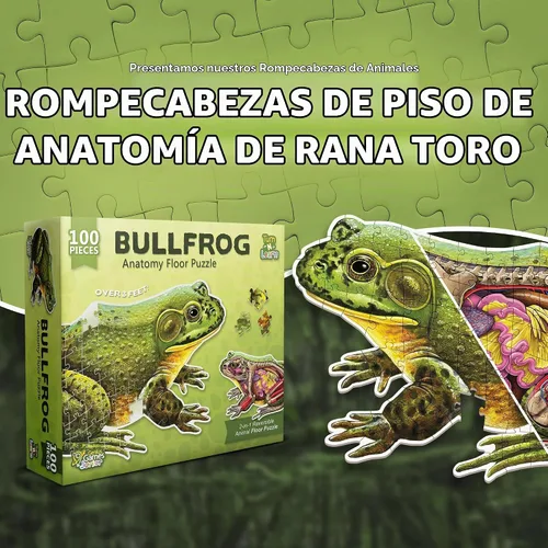 Vista 2 de Bullfrog - Rompecabezas de piso de anatomía animal Rompecabezas de 100 piezas de doble cara Ilustración científicamente precisa de rana de gran