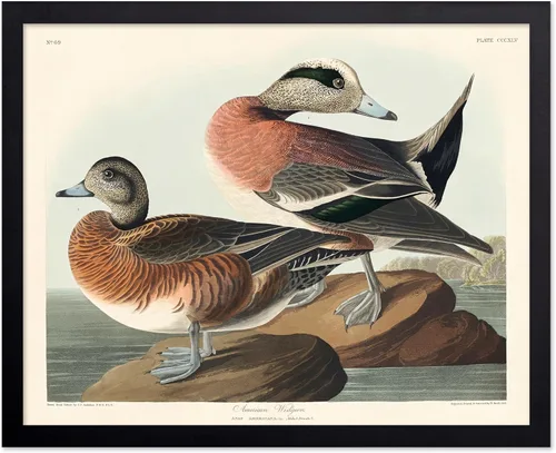 Vista 129 de Poster Master Póster vintage de James Audubon – Impresión retro de amargo americano – Arte de aves de América – Regalo para hombres, mujeres