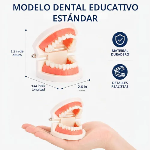 Vista 2 de ZENFUN Paquete de 6 modelos de dientes dentales, modelo de demostración dental para estudio, modelos de dientes estándar, modelo de boca