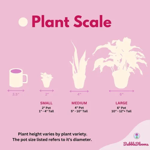Vista 7 de BubbleBlooms Surtido de Alocasia rara, juego de 4 unidades, 2 pulgadas, Jewel, Jacklyn, Cuprea Pixie Plantas
